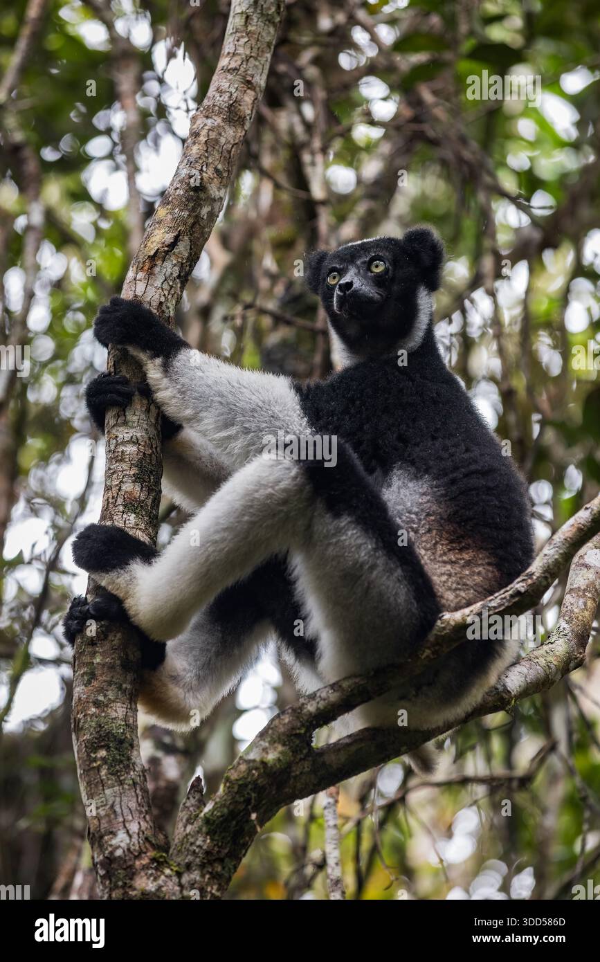 Ein erwachsener Indri Lemur sitzt auf einem Baum in Andasibe, Madagaskar. Stockfoto
