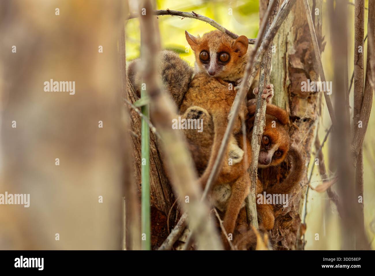 Eine Gruppe von Mauslemuren, die sich im Wald im Schutzgebiet Andrafiamena Andavakoera, Madagaskar, zusammendrängen. Stockfoto