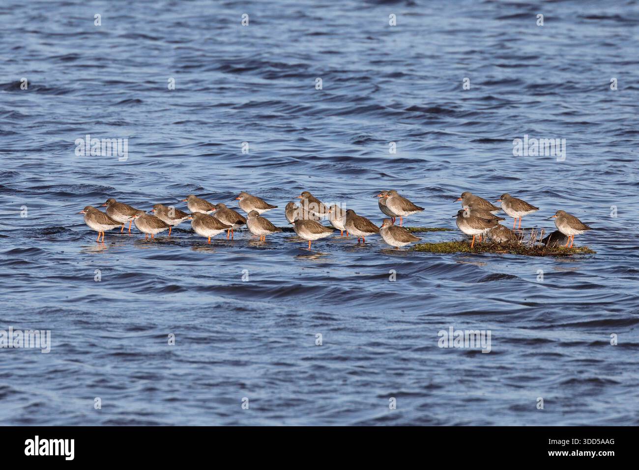 Zweiundzwanzig Rotschänke (tringa totanus) stehen in einer Gruppe nach links im flachen Wasser Stockfoto