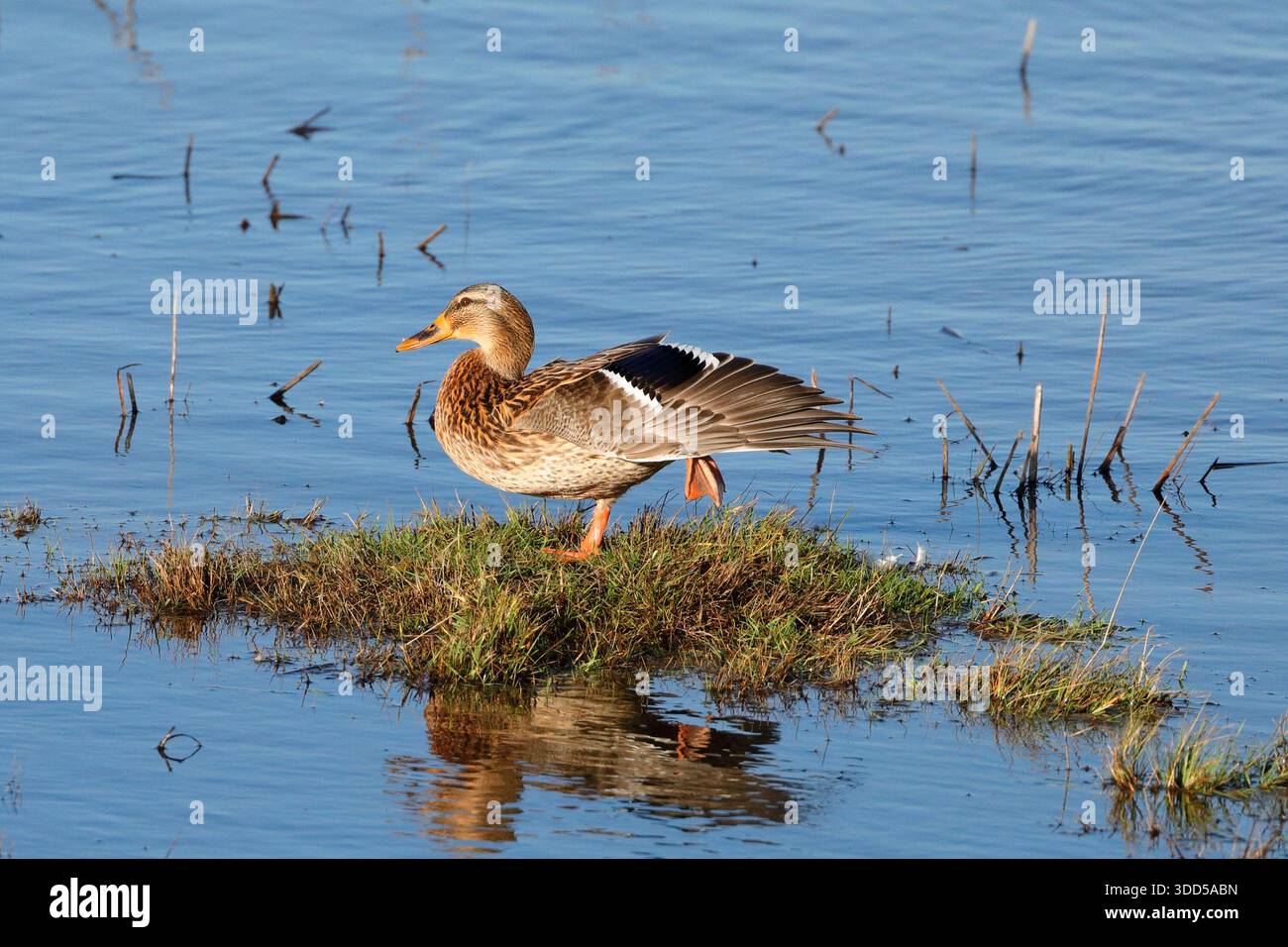 Eine weibliche Stockente (anas platyrhynchos), die auf einer kleinen Insel auf einem Bein steht, nach links gerichtet Stockfoto