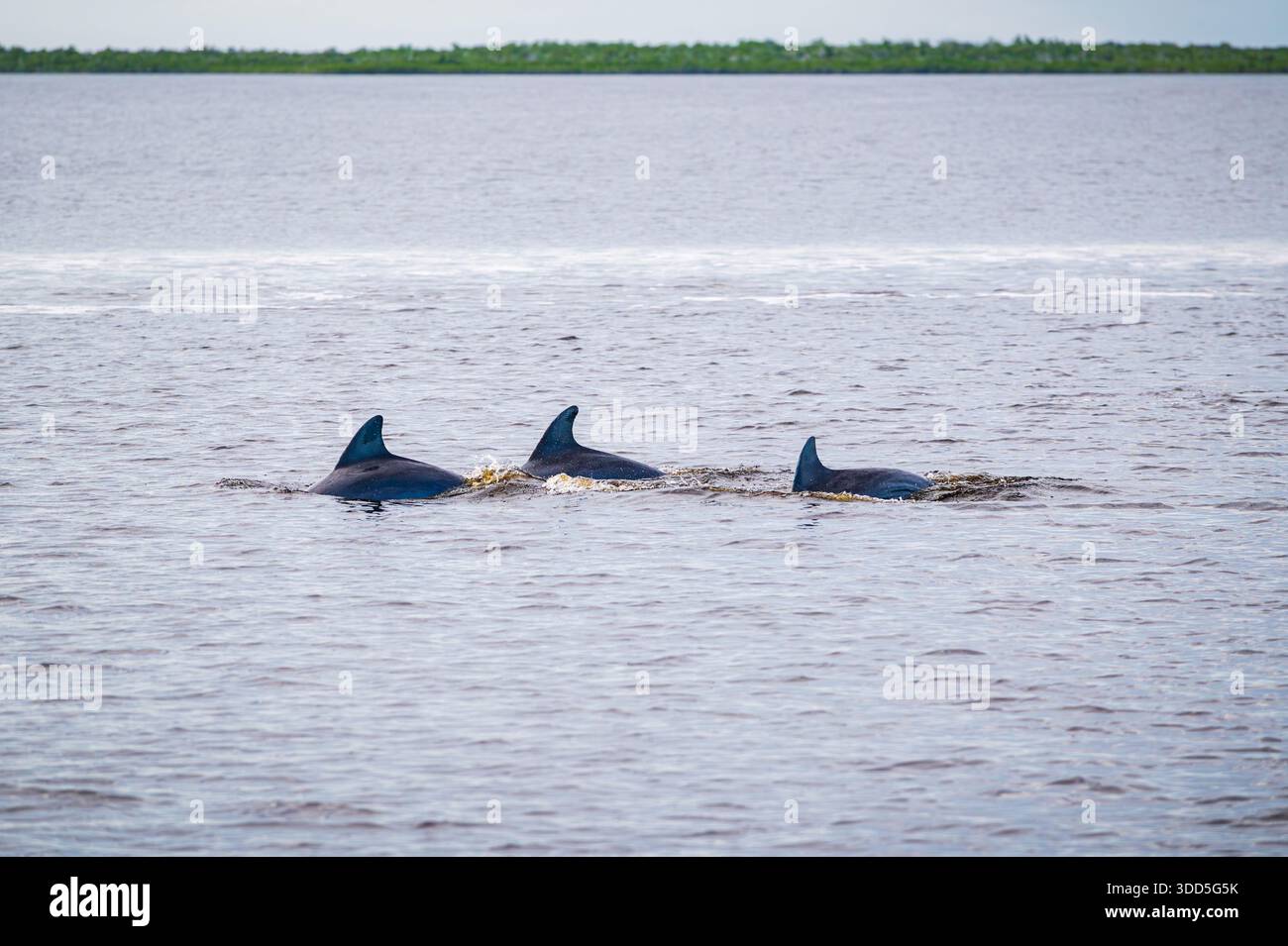 Drei Delfine schwimmen in flachen Gewässern der Coot Bay in der Nähe von Flamingo, Everglades National Park, Florida Stockfoto