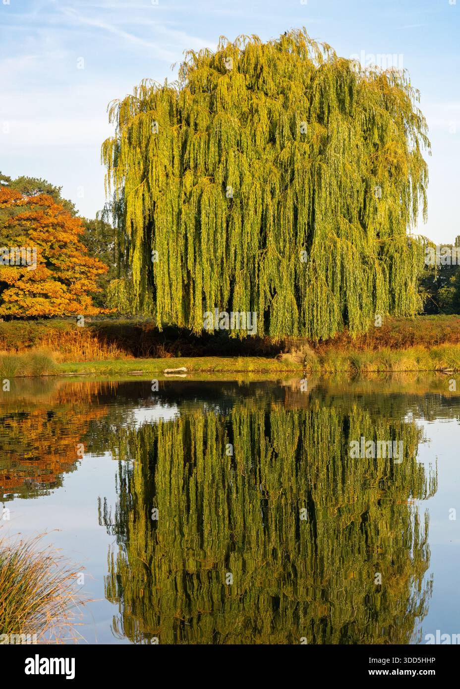 Eine Weidenbaumspiegelung in einem stillen See im Herbst. Stockfoto