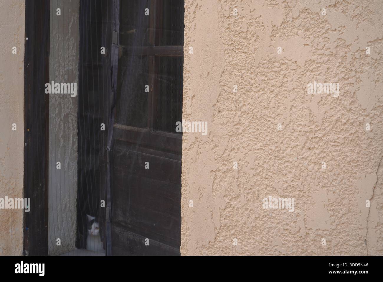 Eine neugierige weiße Katze blickt durch eine Gittertür eines traditionellen Hauses in Archanes, Kreta, Griechenland, mit strukturierten Gipswänden. Stockfoto