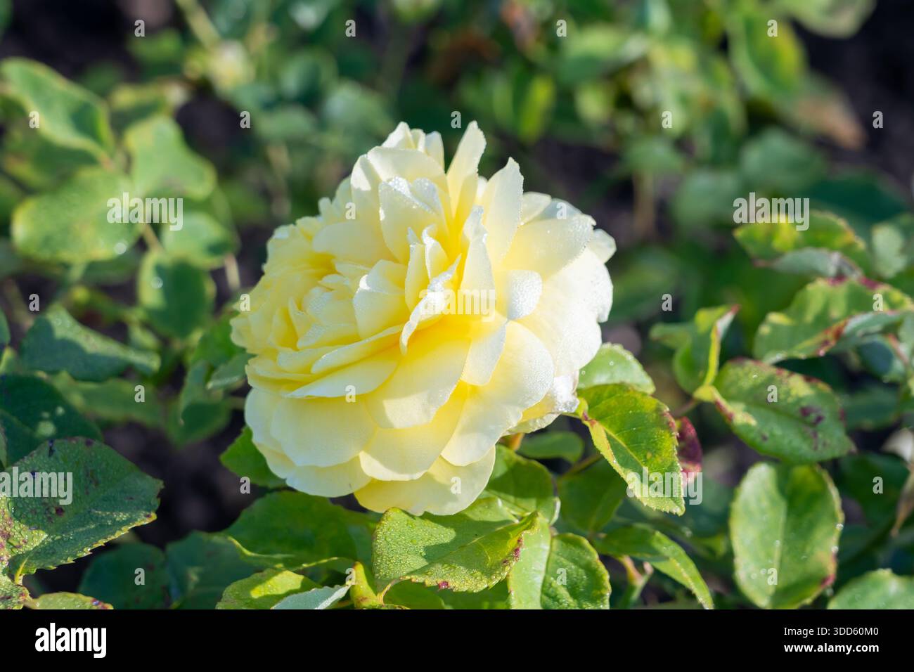 Happy Child stand im Garten auf. Neuseeland, 2024. Stockfoto