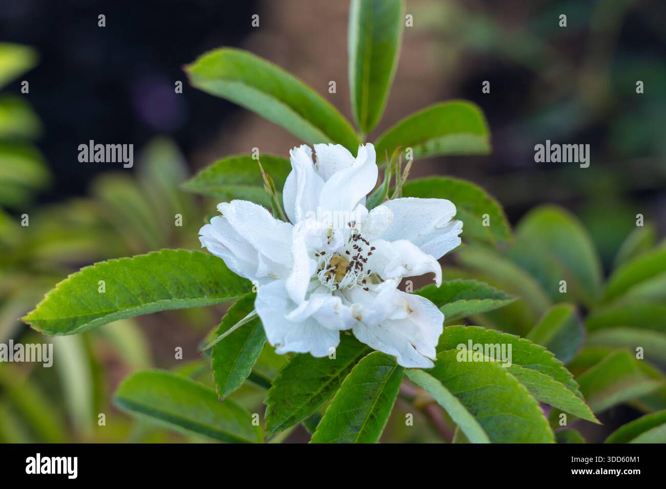 Fimbriata Rose im Garten. Neuseeland, 2024. Stockfoto