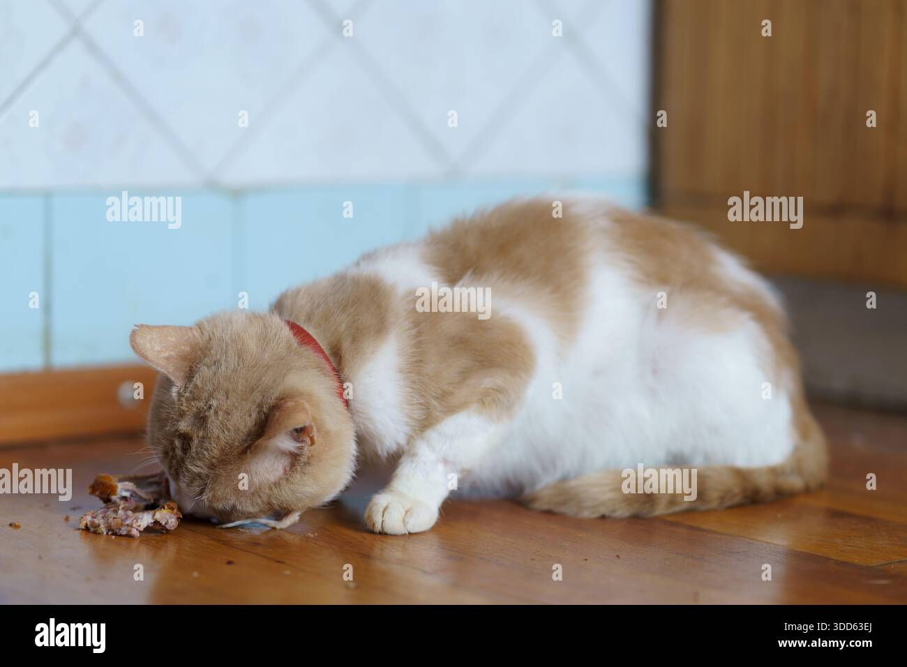 Eine Katze isst von einem kleinen Teller auf einem Holzboden in einer Küche. Die Katze hat ein orangefarbenes und weißes Fell und einen Kragen. Stockfoto