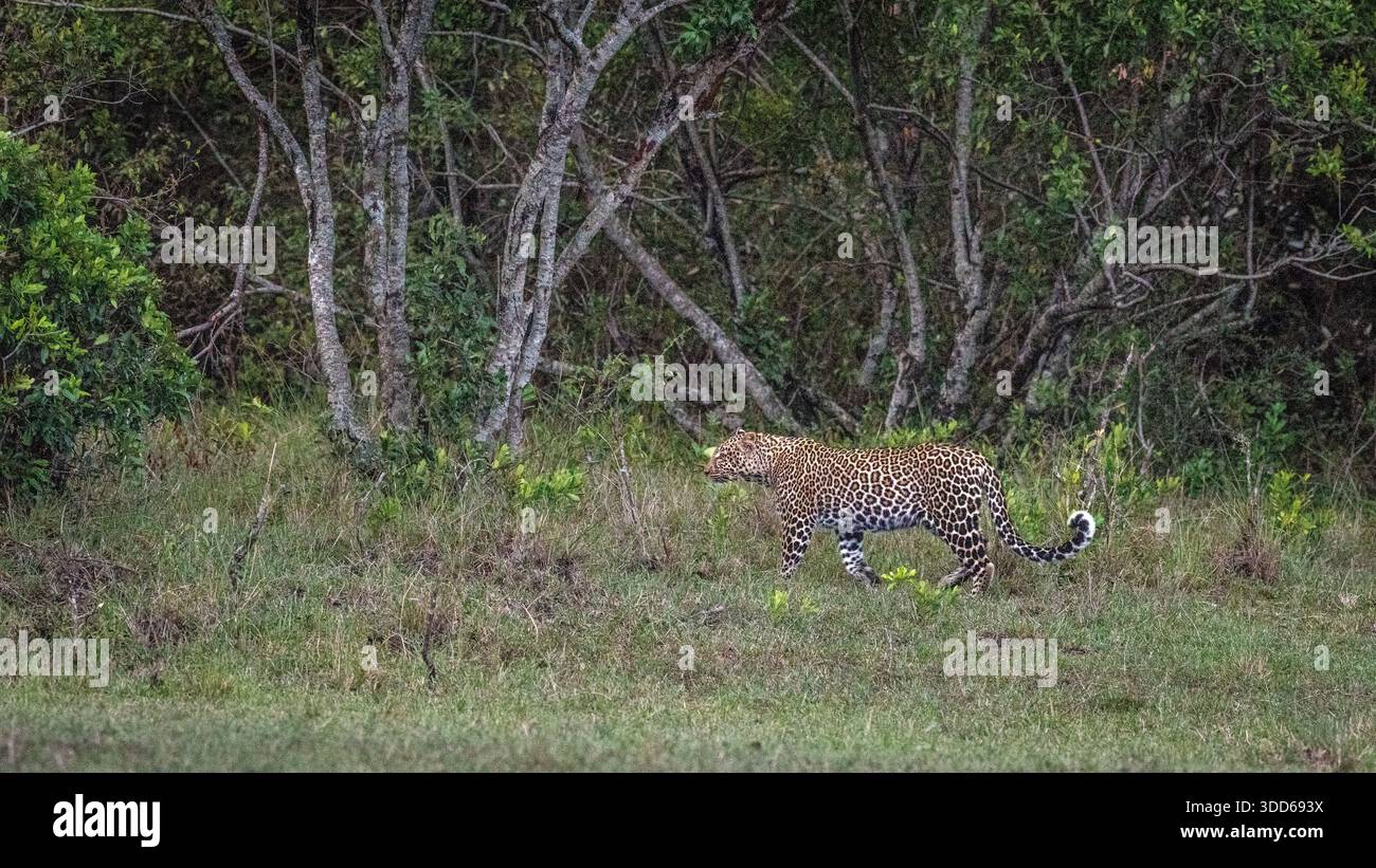 Ein wilder Leopard, der sich auf einem Waldgebiet in Ostafrika bewegt, während er herumstreift. Stockfoto