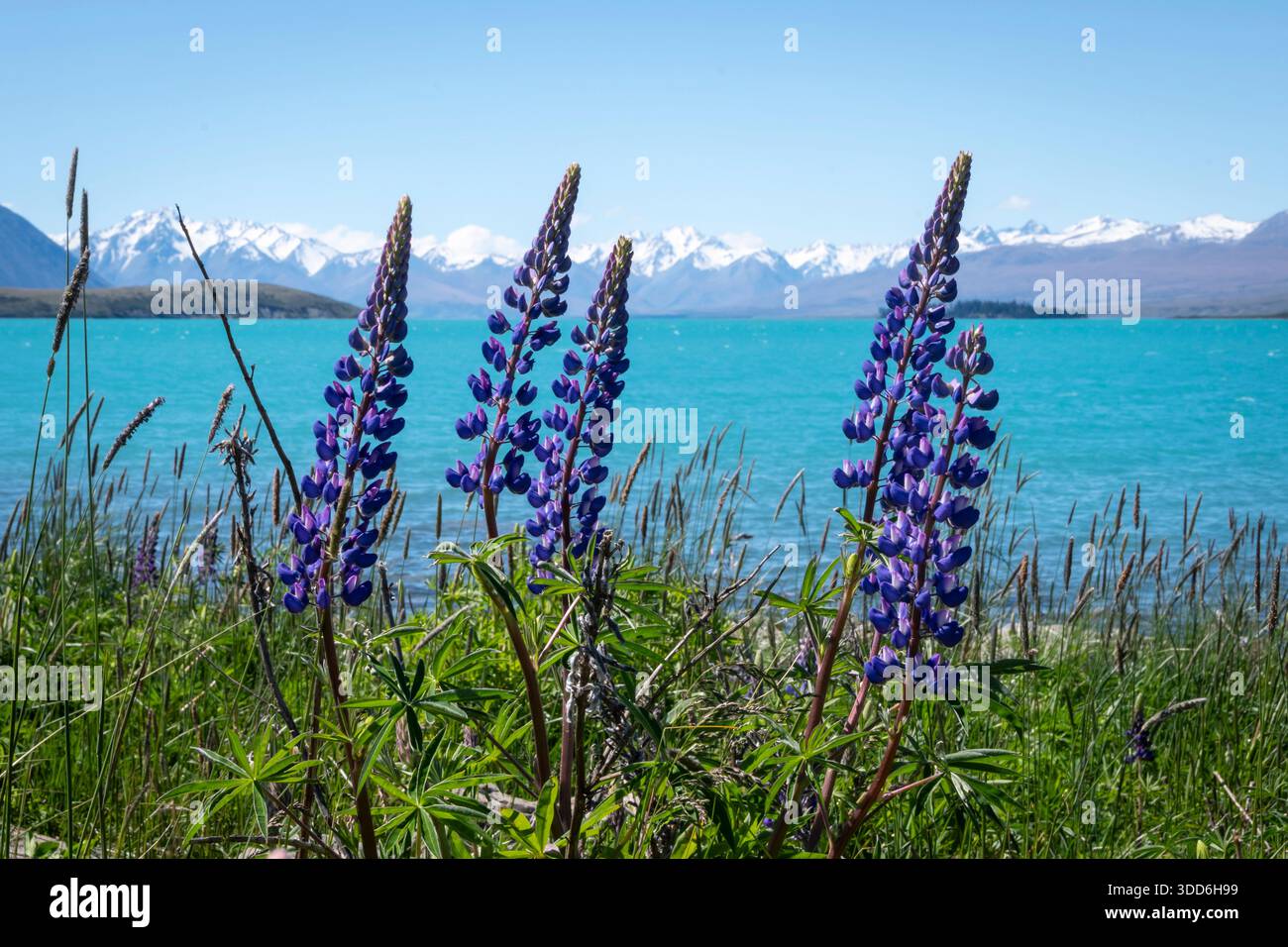 Lupinen, Lake Tekapo, Canterbury, Südinsel, Neuseeland Stockfoto