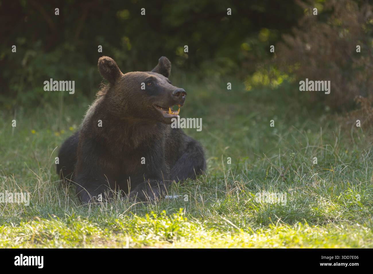 Wilder Braunbär (Ursus arctos) in einem Wald fotografiert in Rumänien Stockfoto