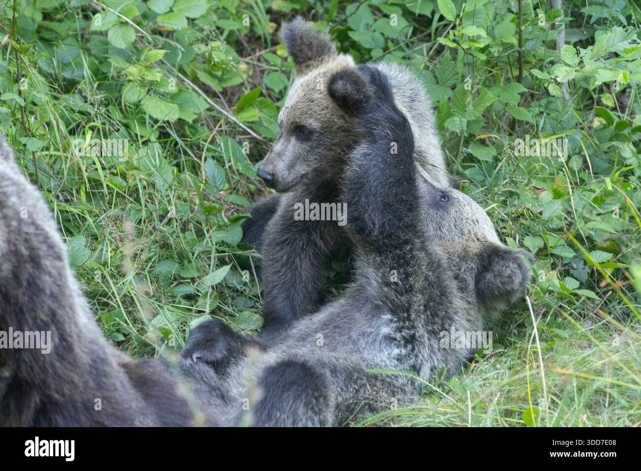 Wilder Braunbär (Ursus arctos) Weibchen und Junge in einem Wald, fotografiert in Rumänien im August Stockfoto
