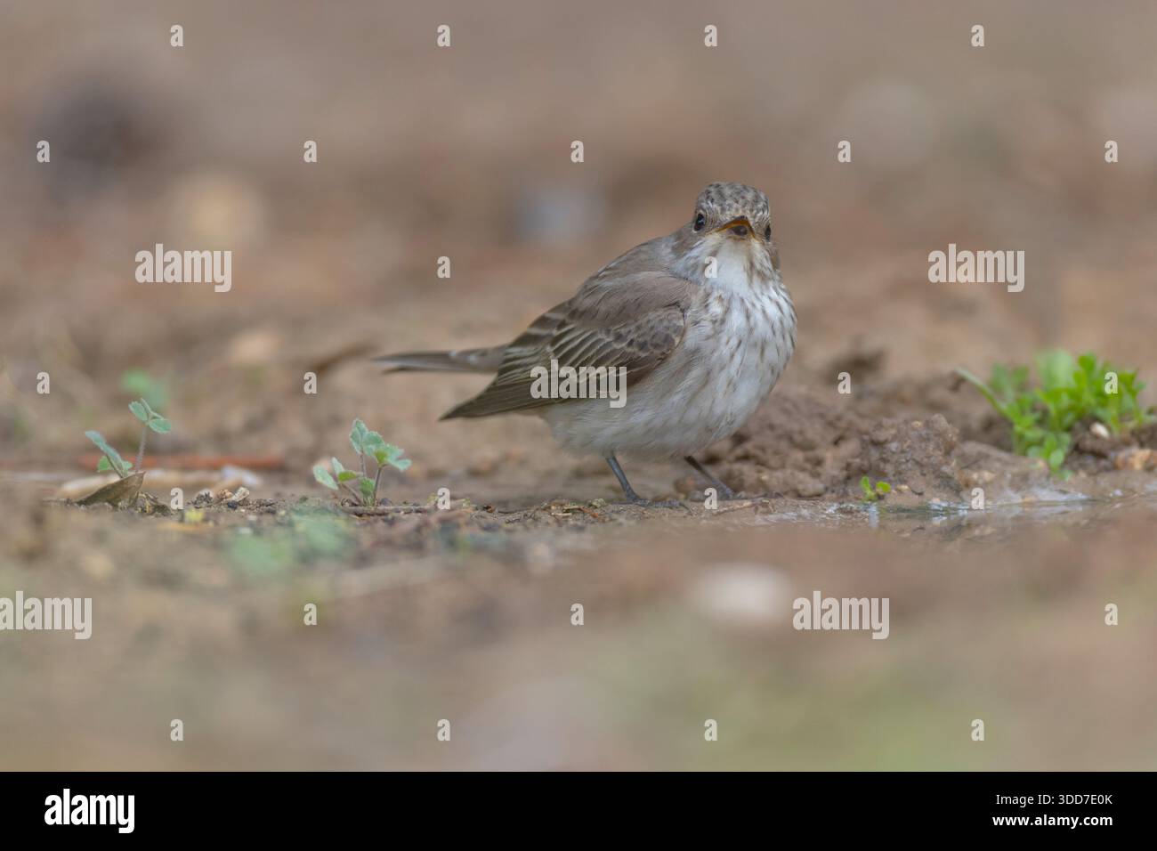 Gefleckter Fliegenfänger (Muscicapa striata) am Boden, fotografiert im November in Israel Stockfoto