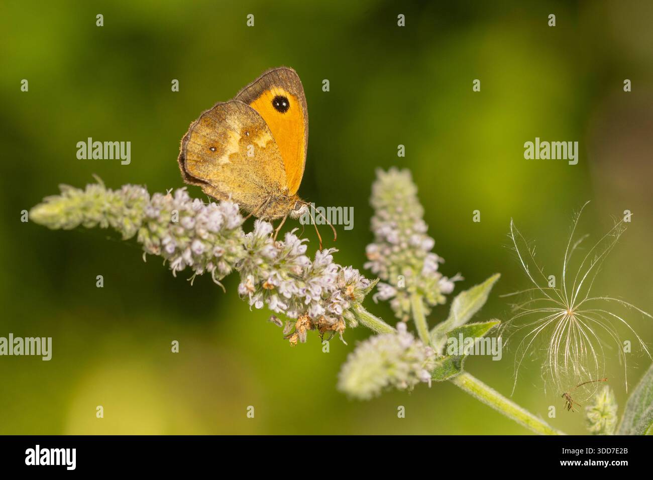 Gatekeeper oder Heckenbraun (Pyronia tithonus) ist eine in ganz Europa vorkommende Schmetterlingsart. Fotografiert in Rumänien im August Stockfoto