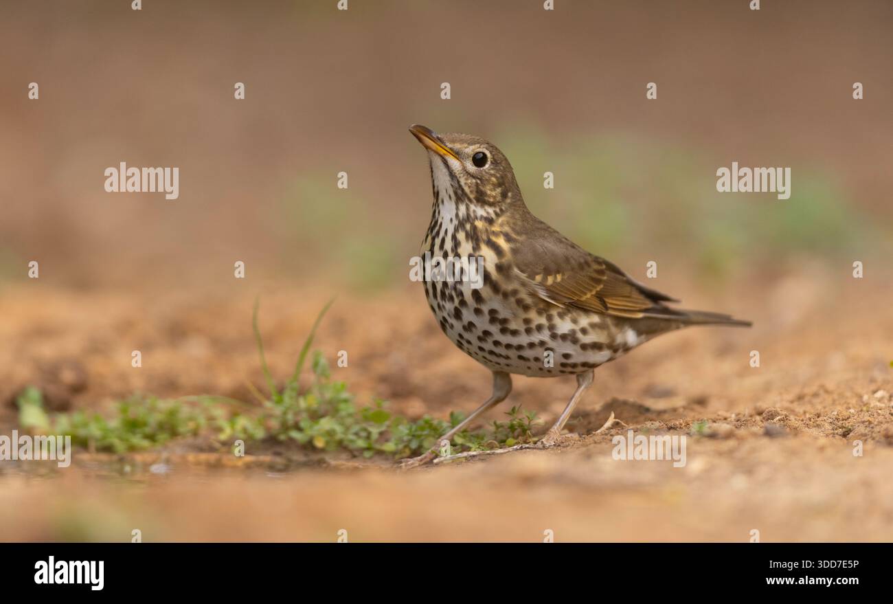 Auf dem Boden in der Nähe einer Wasserpfütze besiedelt dieser Vogel Wälder, Hecken und umzäunte Gärten und ernährt sich von Insekten Stockfoto
