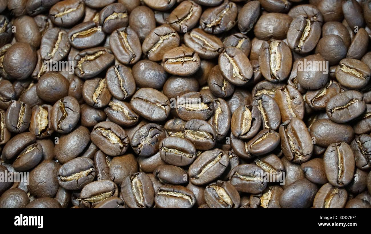 Jamaican Blue Mountain Coffee Beans – von Green Beans bis Perfect Roast Stockfoto
