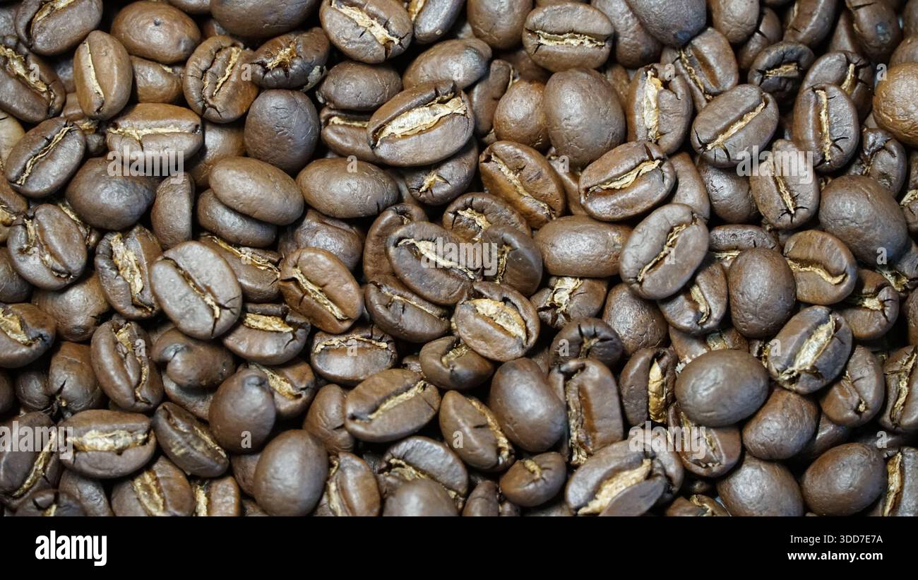 Jamaican Blue Mountain Coffee Beans – von Green Beans bis Perfect Roast Stockfoto
