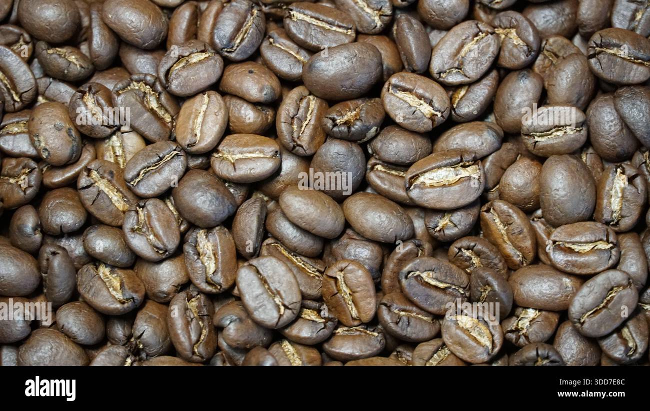 Jamaican Blue Mountain Coffee Beans – von Green Beans bis Perfect Roast Stockfoto