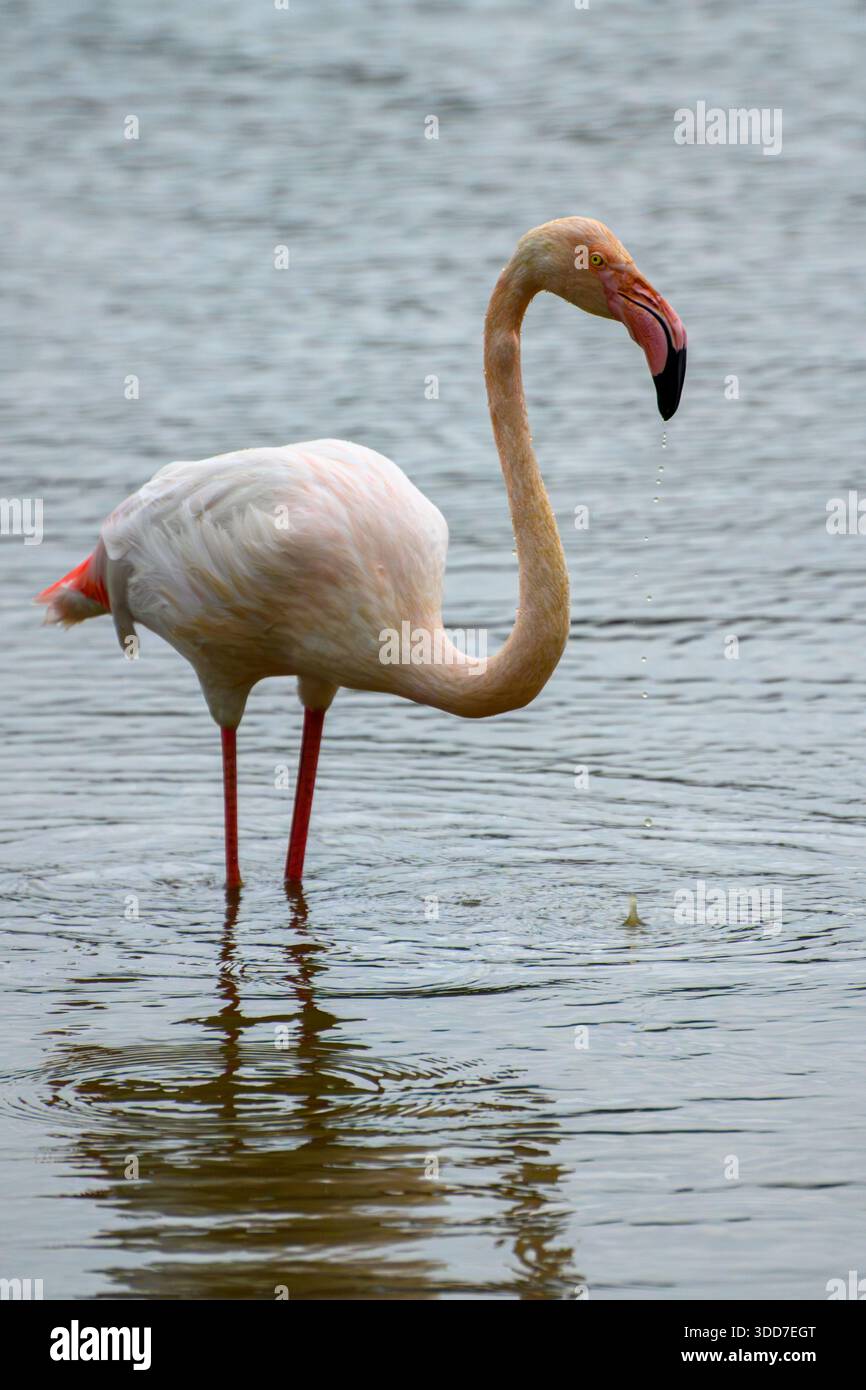 Ein einziger großer Flamingo (Phoenicopterus roseus), der in flachem Wasser mit Regenfall waten und füttern konnte, fotografiert im Dezember in Israel Stockfoto