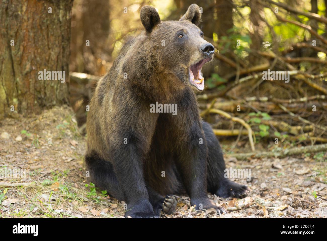 Wilder Braunbär (Ursus arctos), der weit auf Waldboden sitzt und Zähne und Zunge zeigt, die in Rumänien fotografiert wurden Stockfoto