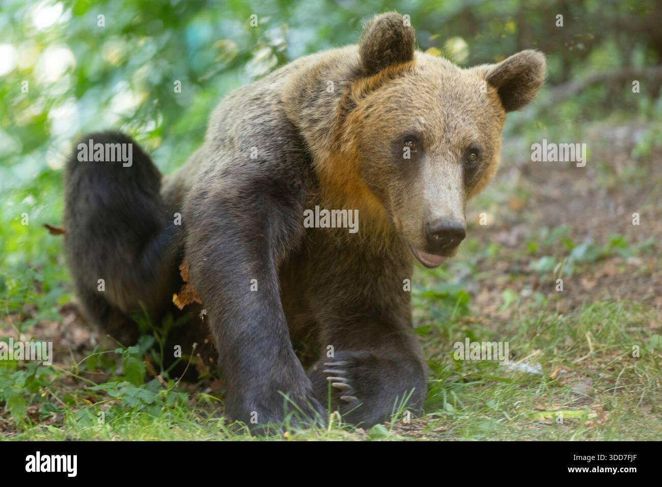 Wilder Braunbär (Ursus arctos) in einem Wald, fotografiert im August in Rumänien Stockfoto