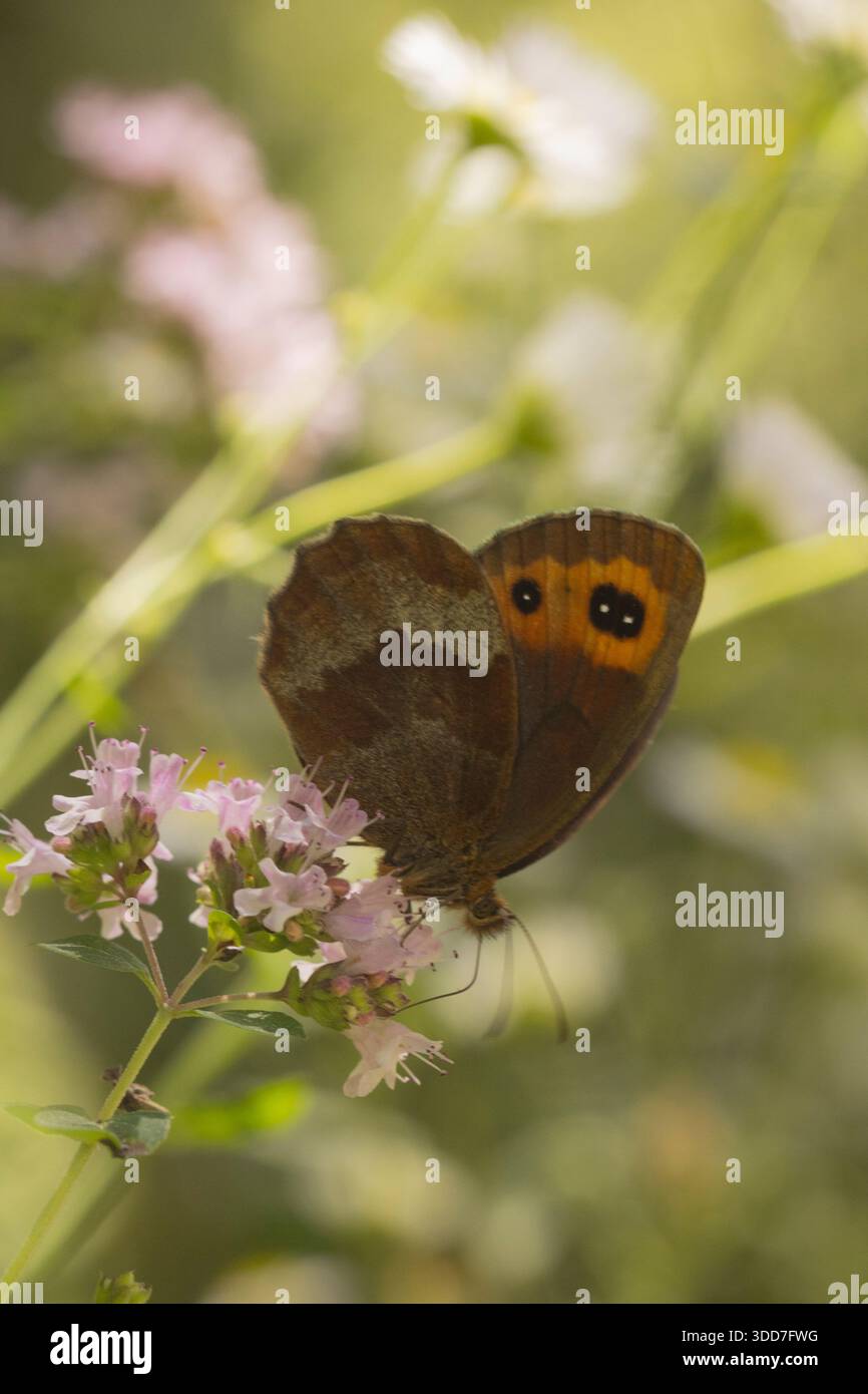 Gatekeeper oder Heckenbraun (Pyronia tithonus) ist eine in ganz Europa vorkommende Schmetterlingsart. Fotografiert in Rumänien im August Stockfoto
