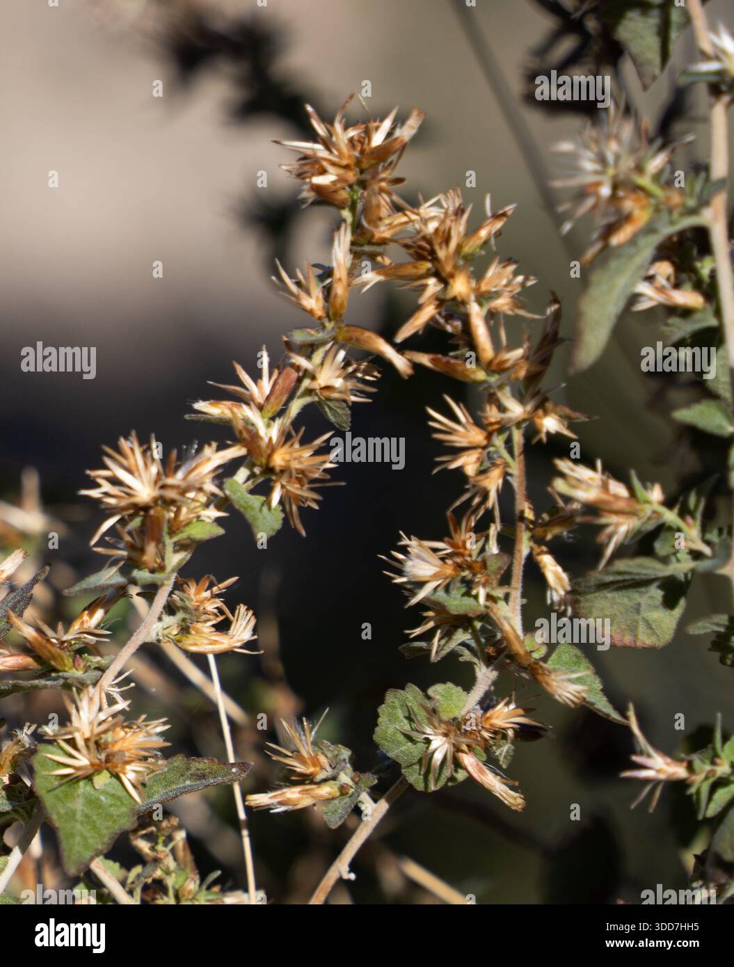 Überleben der Vegetation in trockenem Klima, fotografiert am Südrand des Grand Canyon, Arizona, USA. Im Oktober Stockfoto