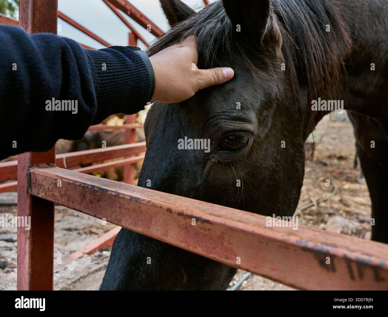 Schwarzes Pferd aus der Nähe, das in die Kamera schaut Stockfoto