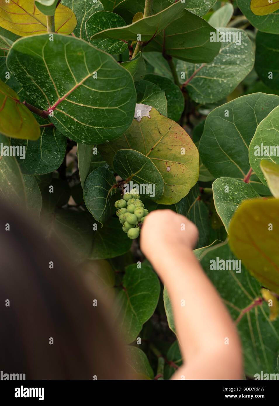 Die Hand greift nach Seeräuben nach Regen in tropischer Umgebung Stockfoto