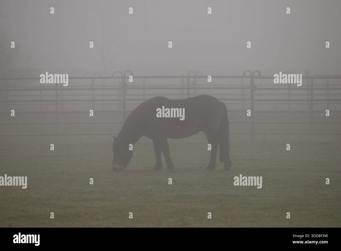 Nebelbedeckte Bäume und Häuser in einer ruhigen ländlichen Gegend in Deutschland, die an schottische Landschaften erinnert, Morgennebel im deutschen Umland mit vereinzelten Häuse Stockfoto