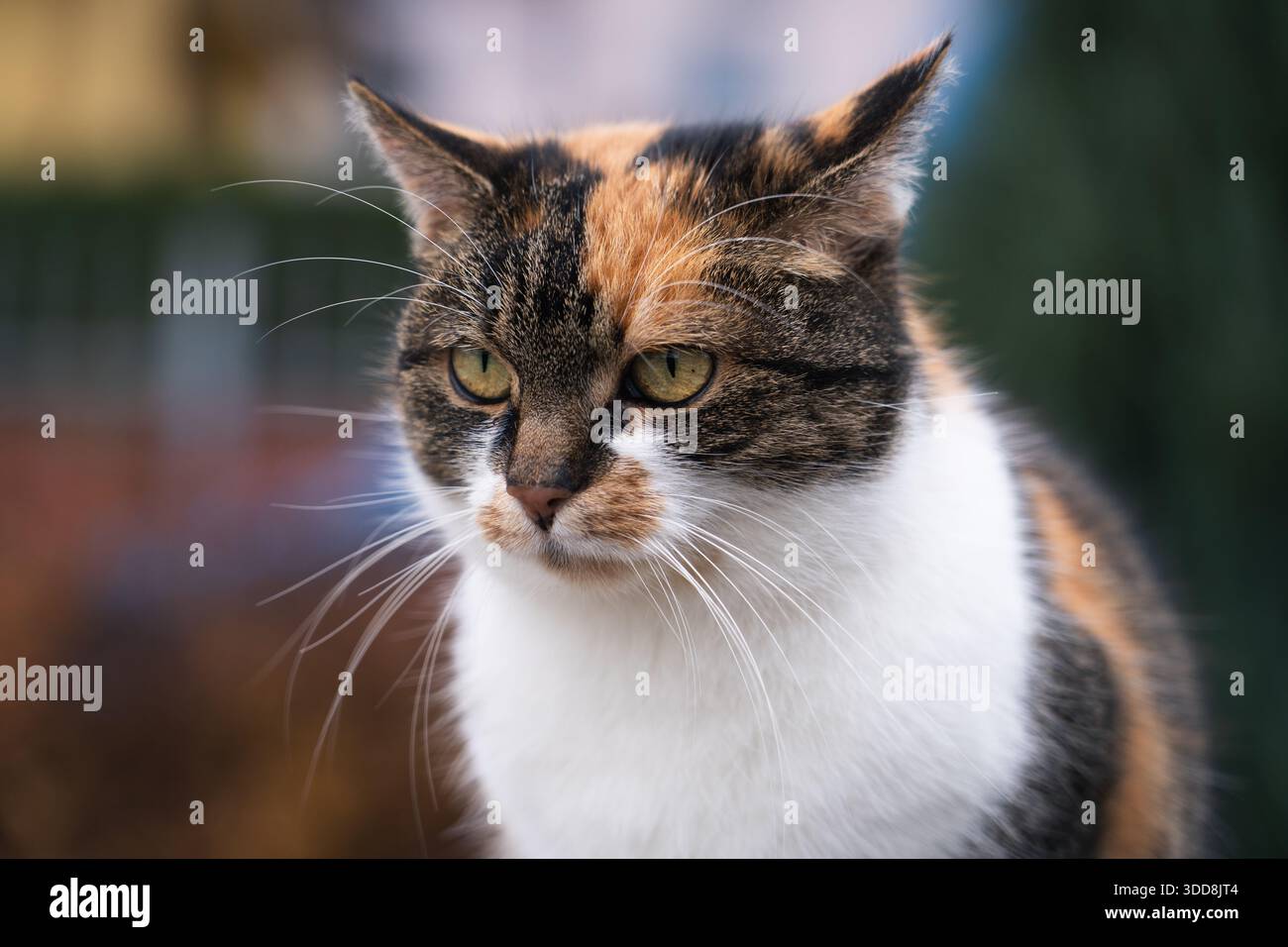 Nahaufnahme einer Hauskatze mit weißem, grauem und braunem Fell Stockfoto