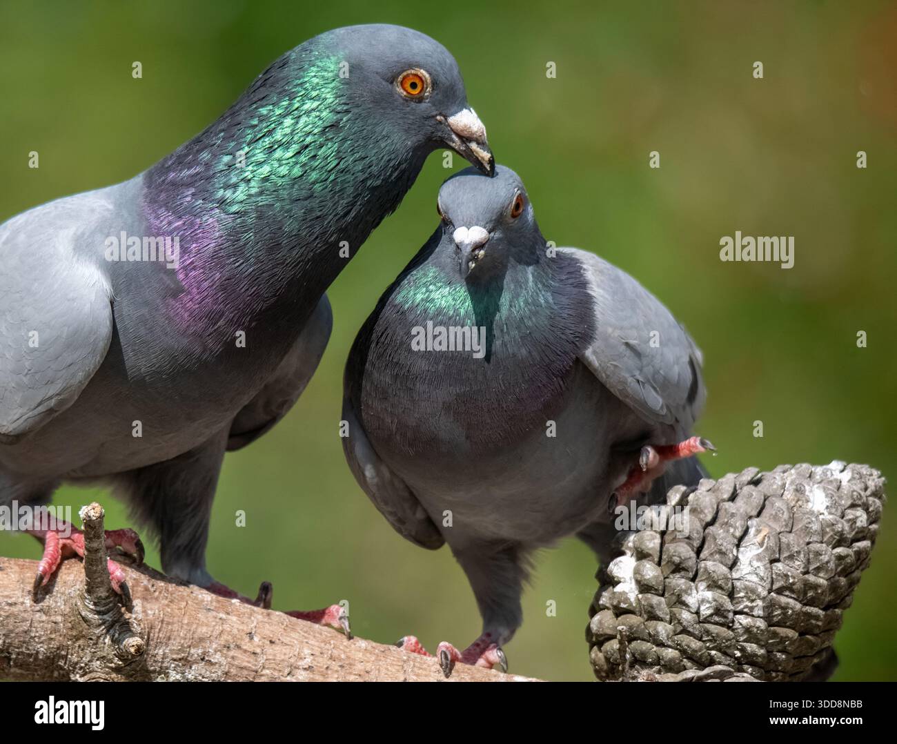 Intimes Porträt von zwei feralen Tauben (Columba Livia), die sich mit den Köpfen berühren, die Augen geschlossen und die Federn gefluckt haben. Stockfoto