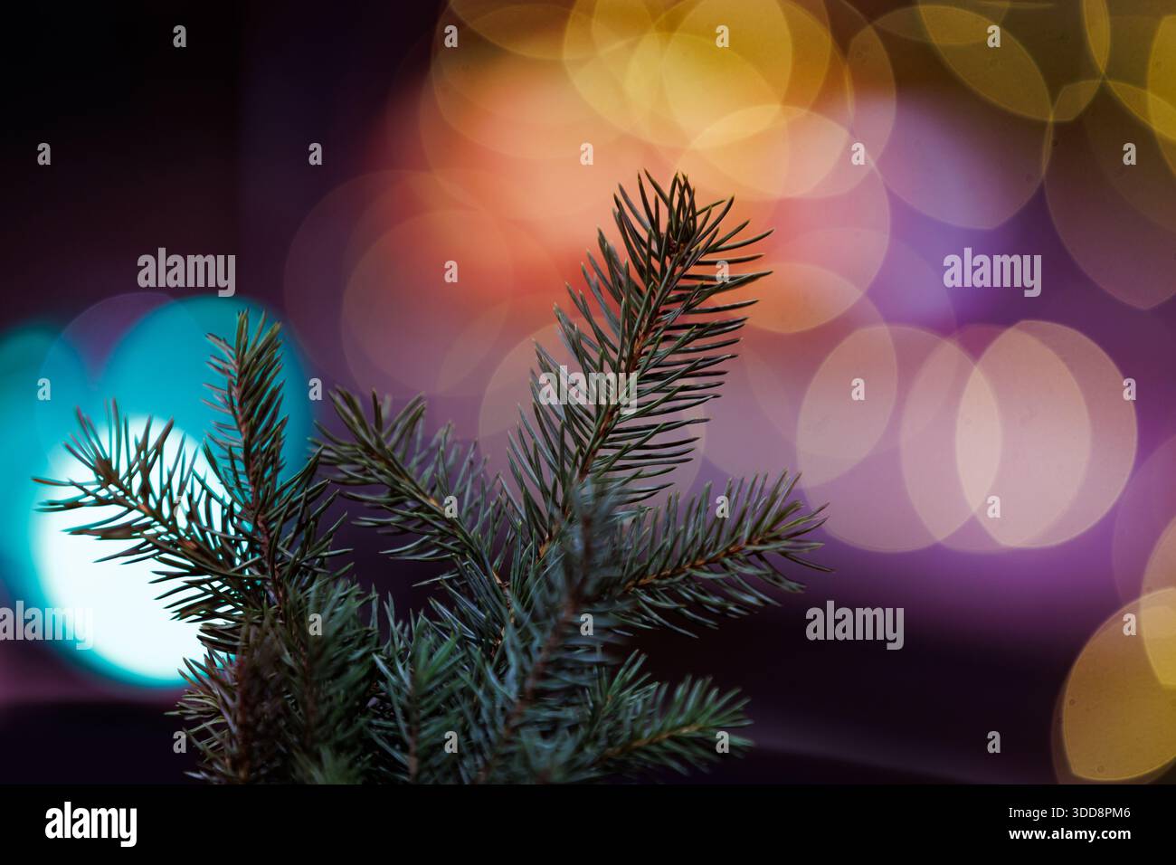 Tannenzweig mit bunten festlichen Bokeh-Lichtern. Tannenzweig vor lebendigen, verschwommenen Festlichtern für einen traumhaften Feiertagshintergrund Stockfoto