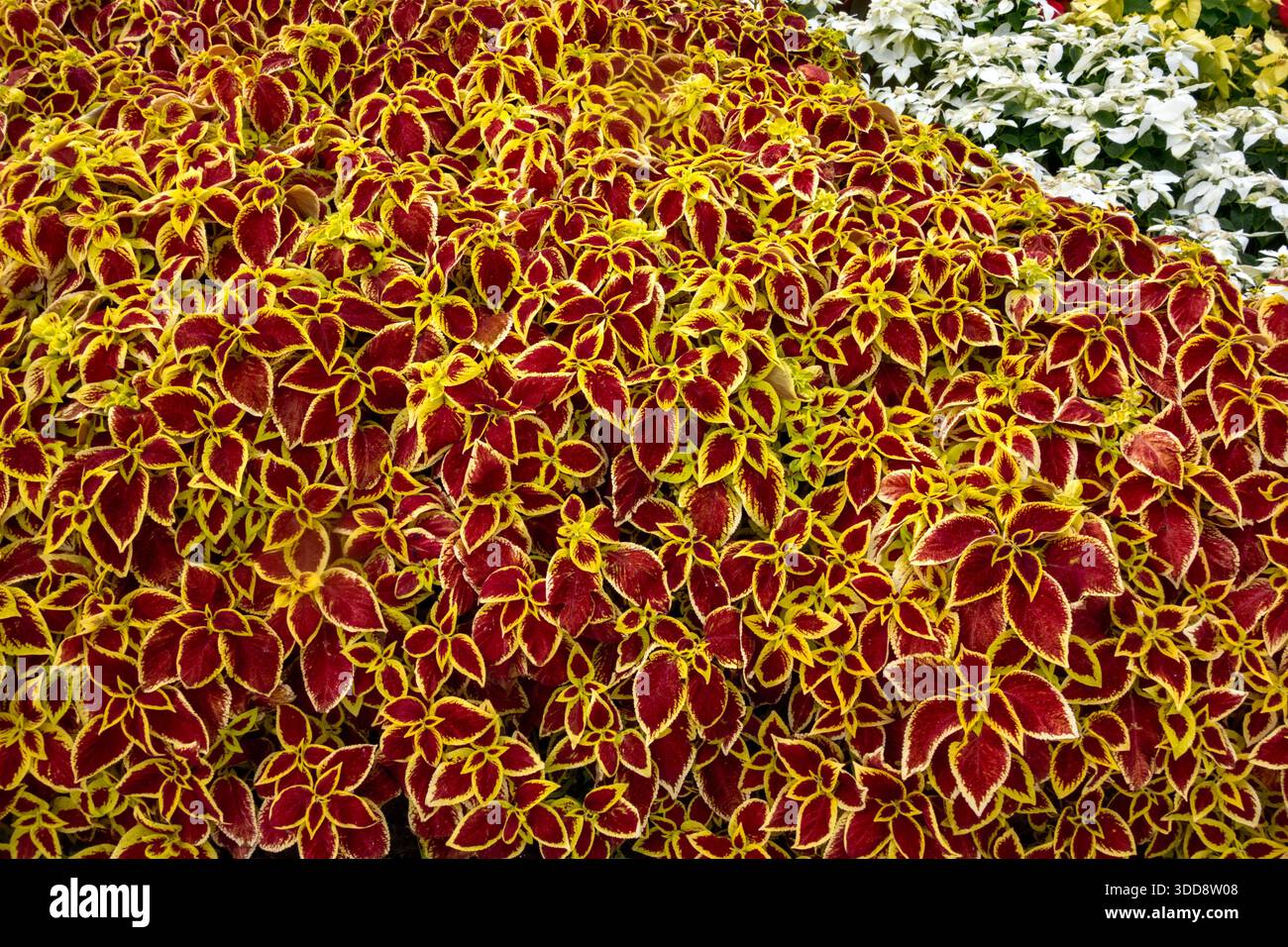 Coleus blühende Pflanzen, coleus scutellariodes, Plaza de Espana, Teneriffa Stockfoto