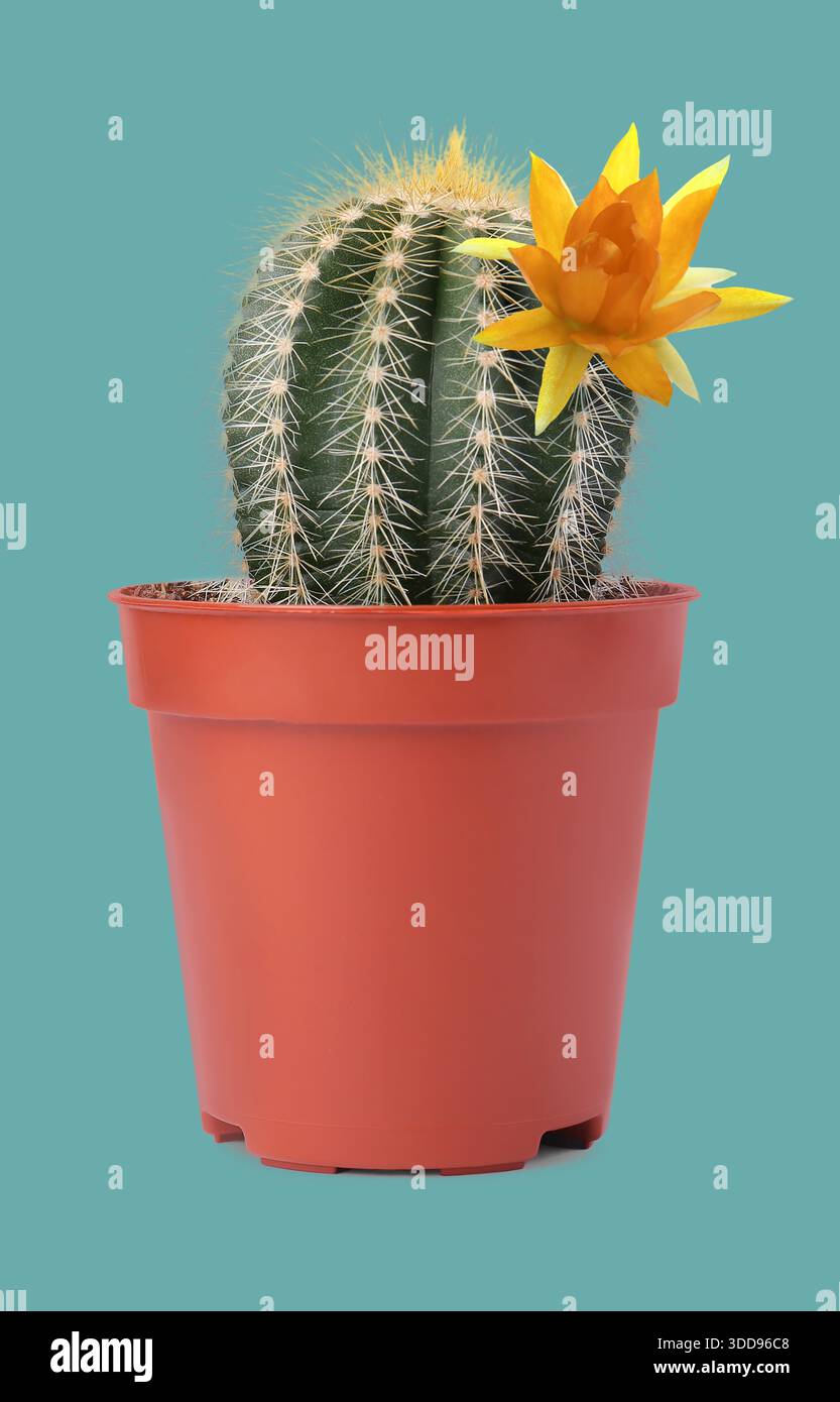 Kakteen mit blühender Blume auf blauem Hintergrund Stockfoto