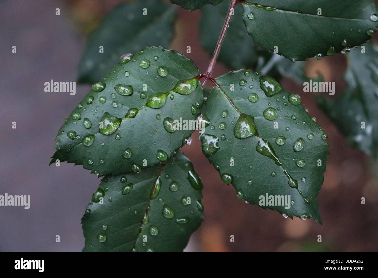 Die dunkelgrünen Blätter des Rosenbusches sind dicht mit glitzernden Wassertropfen bedeckt. Die gezackten Ränder und zarten Adern heben sich scharf ab gegen Stockfoto