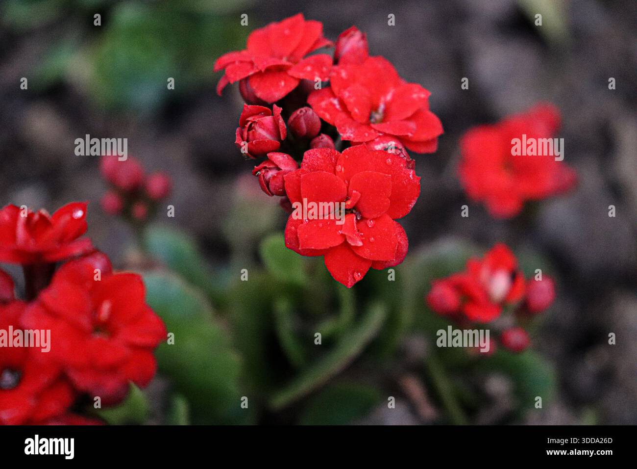 *Kalanchoe blossfeldiana* mit ihren roten Blüten und überlappenden Blütenblättern blüht in kleinen Büscheln. Einige Blüten sind vollständig geöffnet. Stockfoto