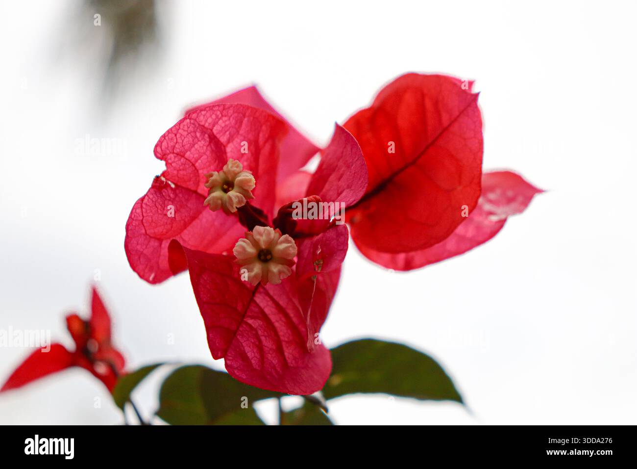 Eine rote Bougainvillea mit zarten, sternförmigen weißen Blüten in der Mitte. Ihre dünnen, papierartigen Hochblätter zeigen eine kunstvolle Maserung Stockfoto