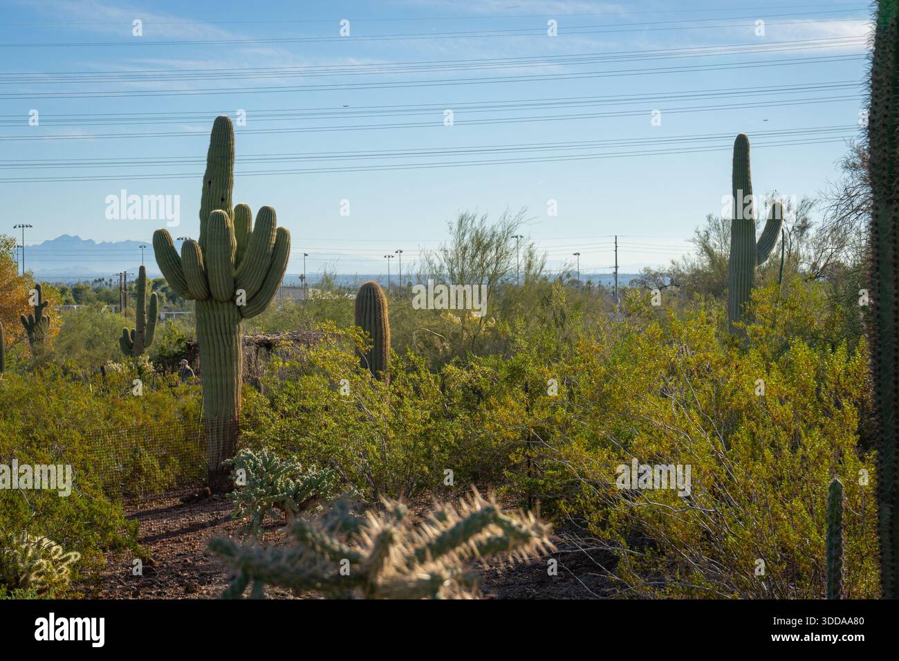 Saguaro-Kakteen und andere Wüstenpflanzen in der Nähe von Stromleitungen in der Wüste in Phoenix, Arizona, USA Stockfoto