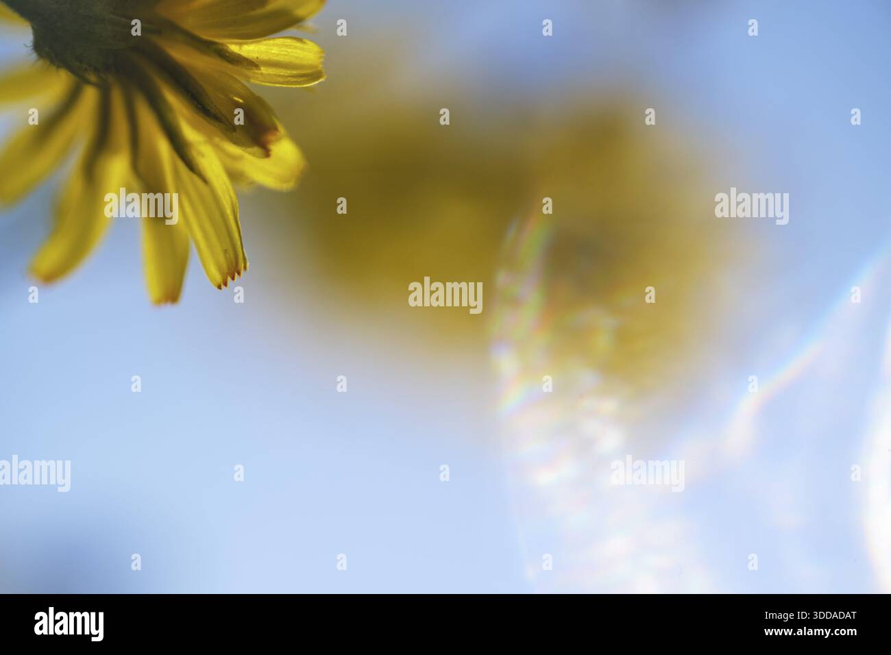 Herbstlöwenzahn (Scorzoneroides autumnalis), Kempen, Nordrhein-Westfalen, Deutschland Stockfoto