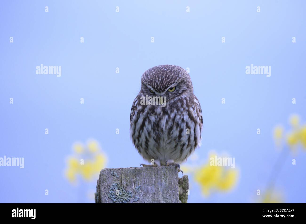 Kleine Eule (Athene noctua) auf einem Ast mit blauem Hintergrund und gelben Blüten, Wiehengebirge, Osnabrücker Land, Niedersachsen, Deutschland Stockfoto