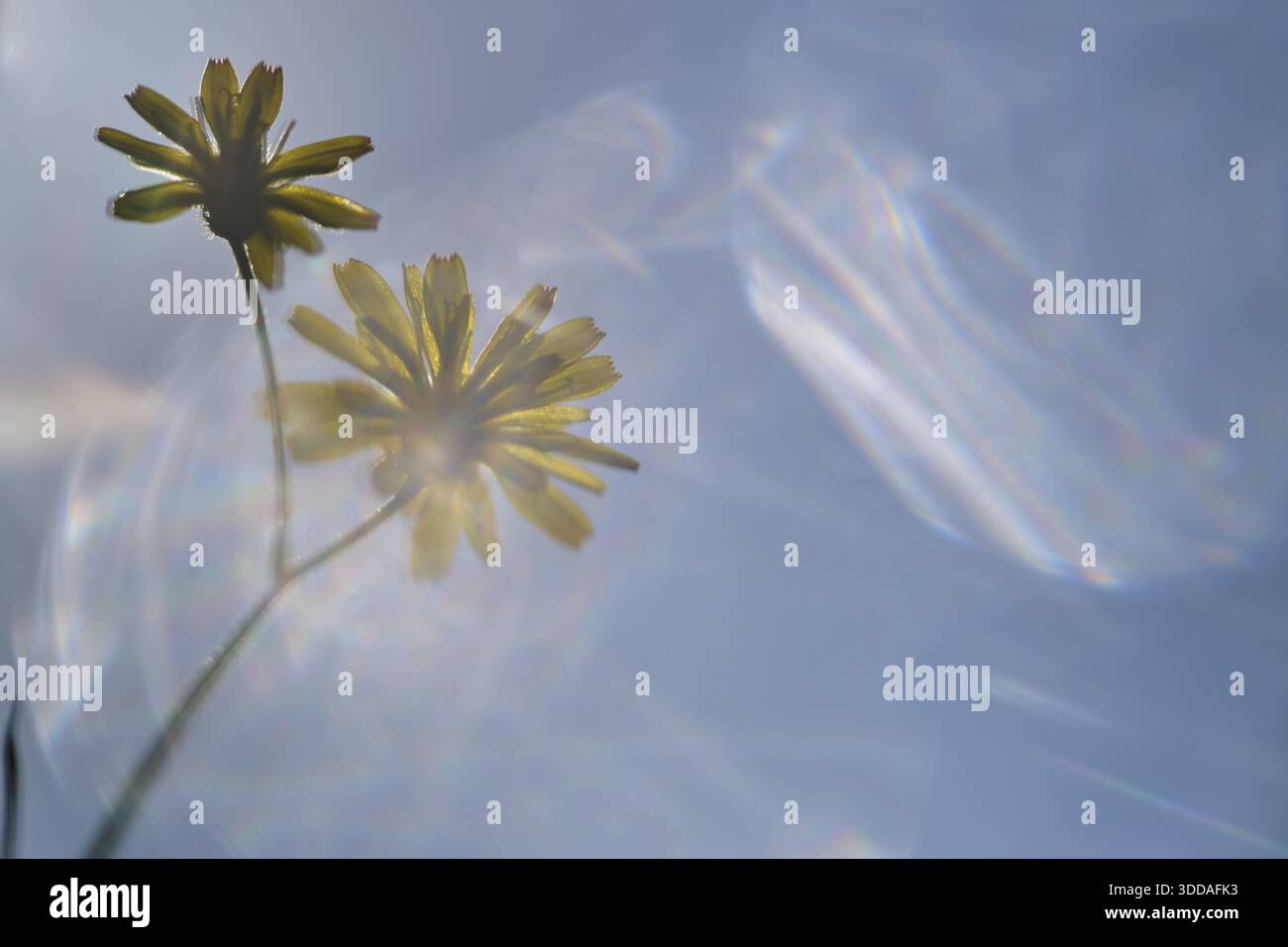 Herbstlöwenzahn (Scorzoneroides autumnalis), Kempen, Nordrhein-Westfalen, Deutschland Stockfoto