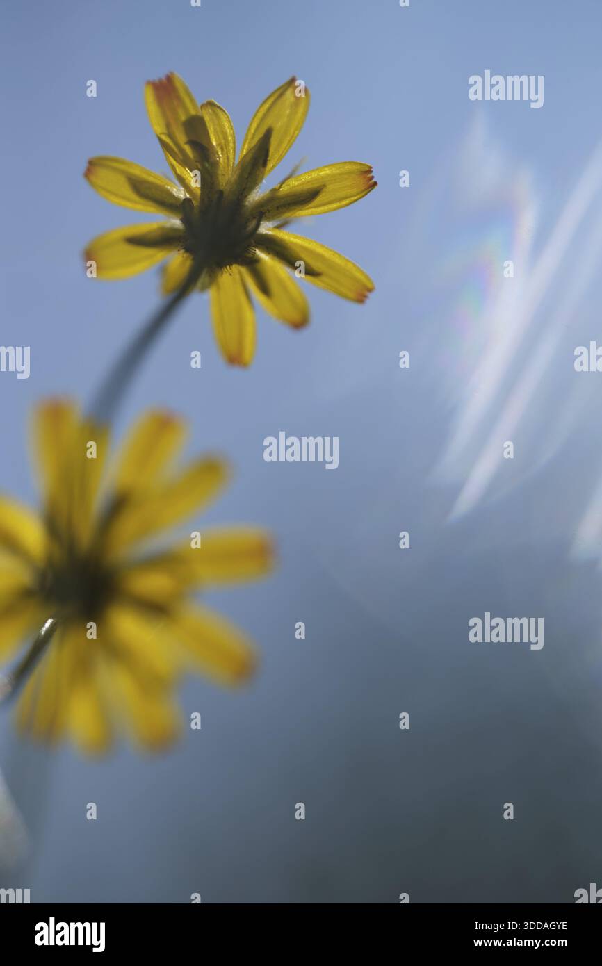 Herbstlöwenzahn (Scorzoneroides autumnalis), Kempen, Nordrhein-Westfalen, Deutschland Stockfoto