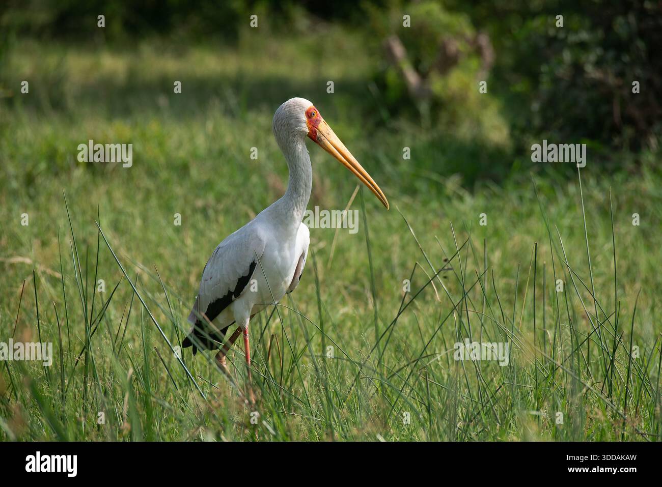 Ein Gelbschnabelstorch (Mycteria ibis) - Queen Elizabeth National Park, Uganda Stockfoto