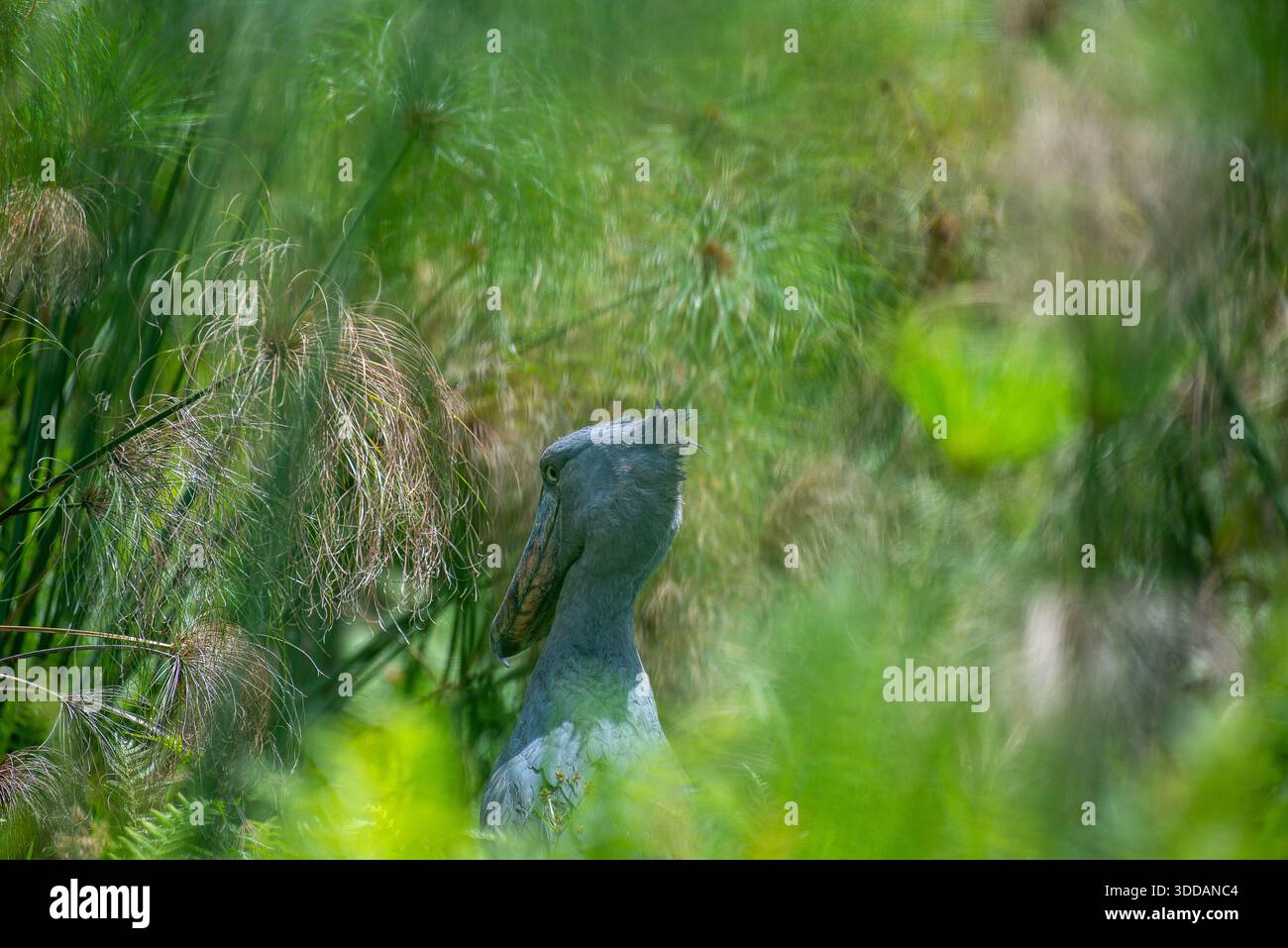 Shoebill (Balaeniceps rex), auch bekannt als der Walkopfstorch, Walebill und Schuhschnabelstorch im Mabamba Sumpf Uganda Stockfoto