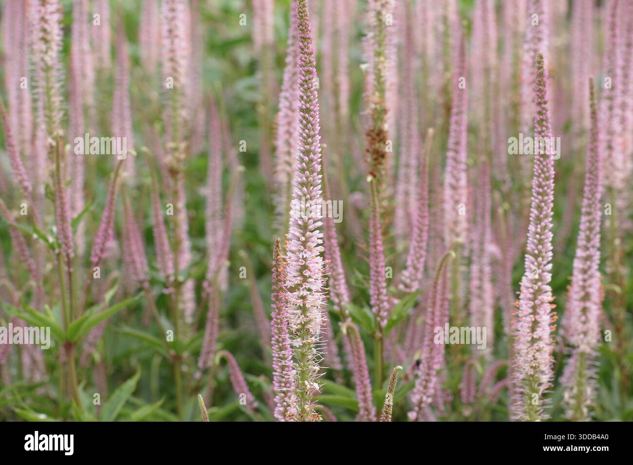 Veronicastrum virginicum; härtere Staude mit aufrecht verzweigten Stängeln mit langen, sich verjüngenden Blüten. Attraktiv für Bestäuber. Culver-Wurzel Stockfoto