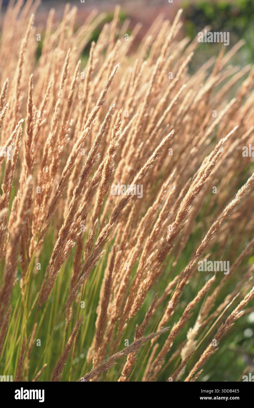 Calamagrostis x acutiflora Karl Foerster. Federrohrgras. Sonnenlicht auf den gefiederten Samenköpfen von Calamagrostis, einem auffälligen Ziergras. Stockfoto