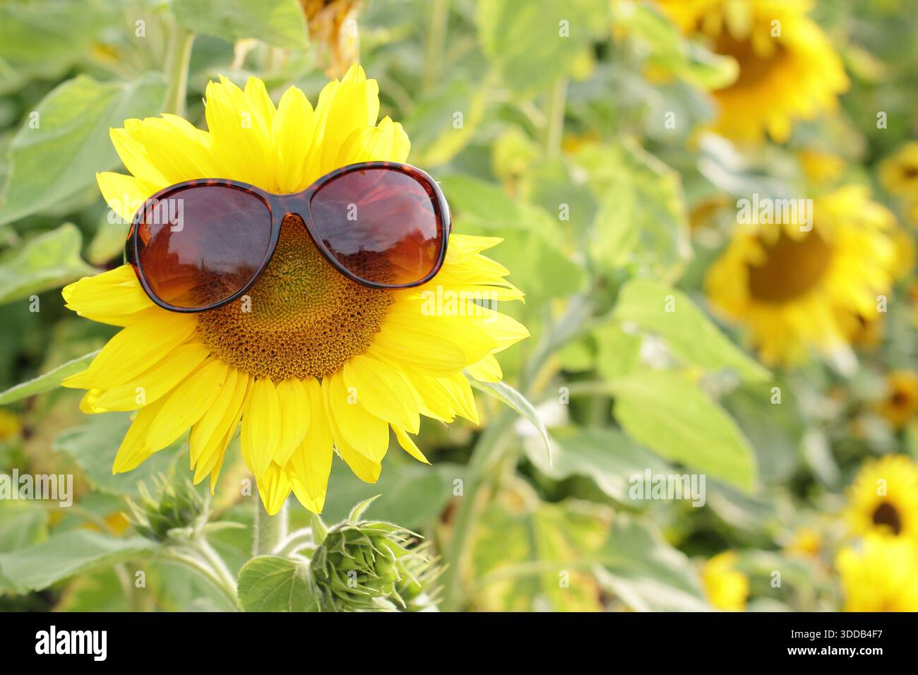 Sonnenbrille auf Sonnenblume. Fröhliches, optimiertes Konzept. Augenschutz vor Sonnenkonzept. Stockfoto
