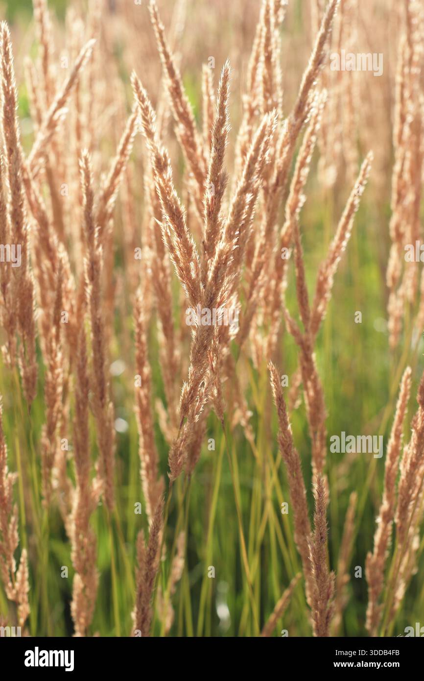 Calamagrostis x acutiflora Karl Foerster. Federrohrgras. Sonnenlicht auf den gefiederten Samenköpfen von Calamagrostis, einem auffälligen Ziergras. Stockfoto