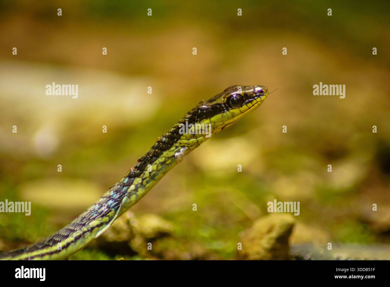 Wilde Natur mit Schlangen und Dschungelkatzen. Wilde Natur indonesiens Stockfoto