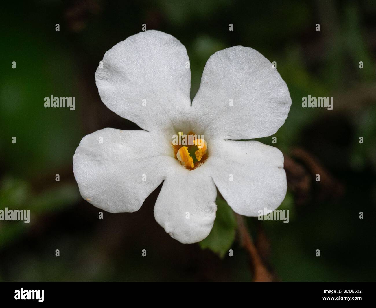 Eine Nahaufnahme einer einzigen klaren weißen Blume von Bacopa Megacopa White Stockfoto