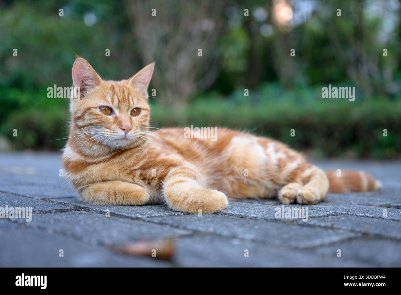 Die orange amerikanische Kurzhaarkatze liegt auf dem Boden. Stockfoto